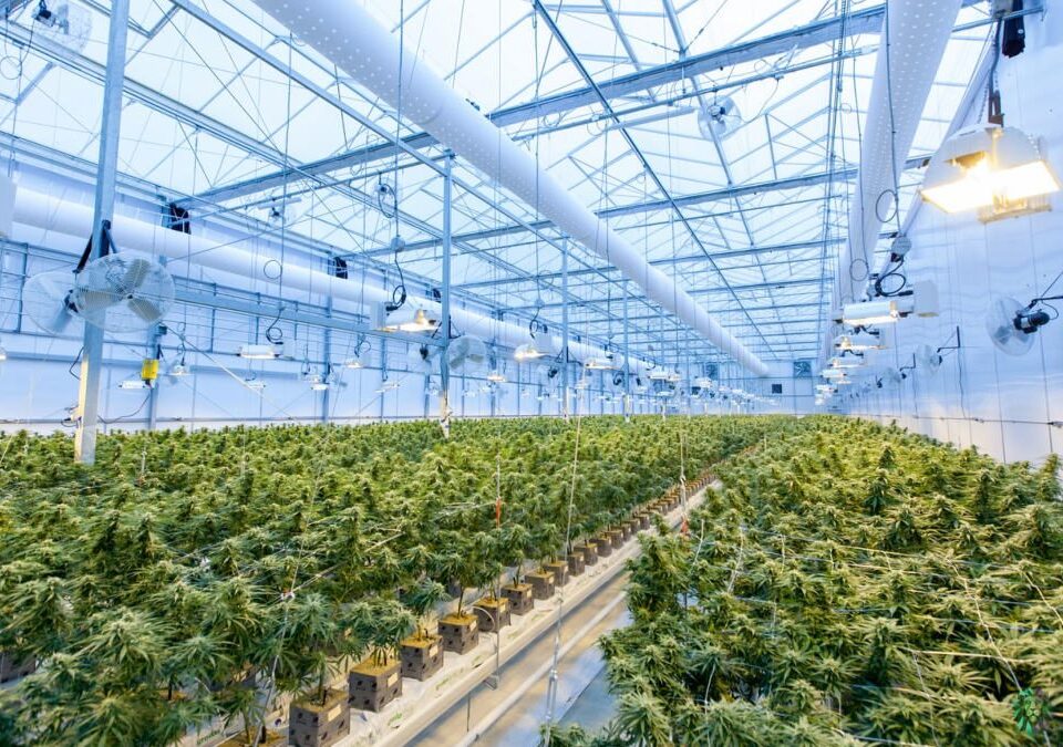 Federal cannabis rules