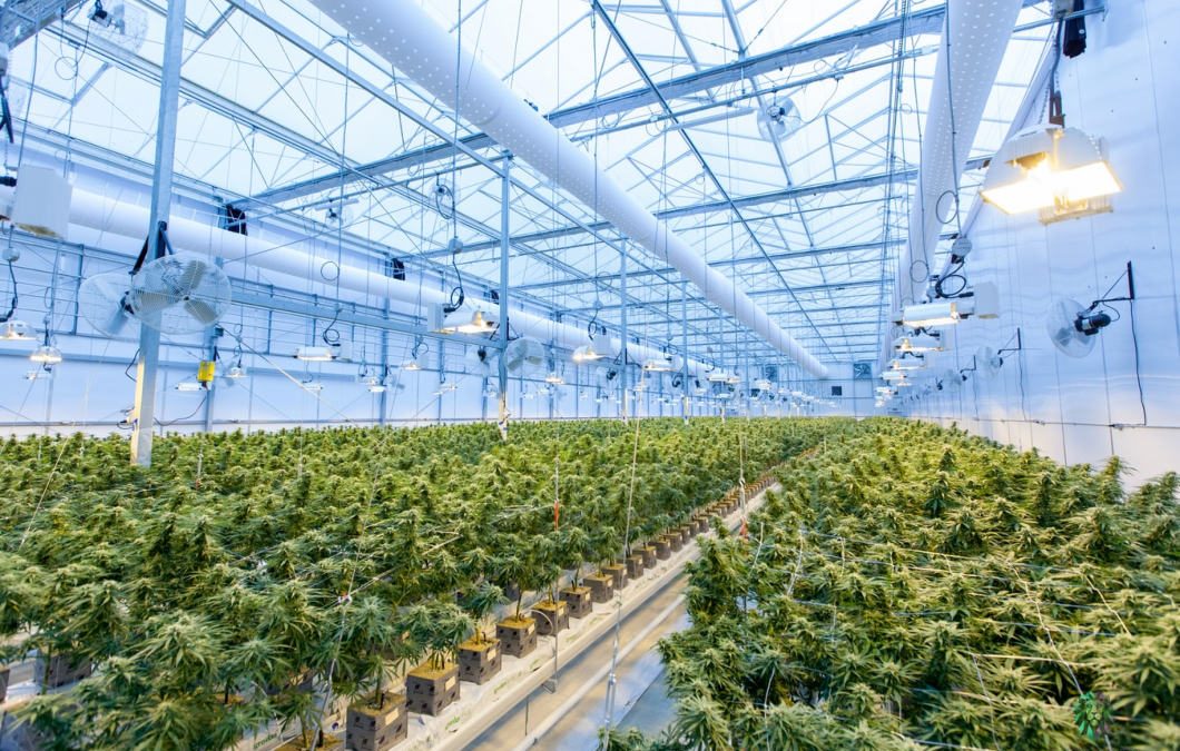 Federal cannabis rules